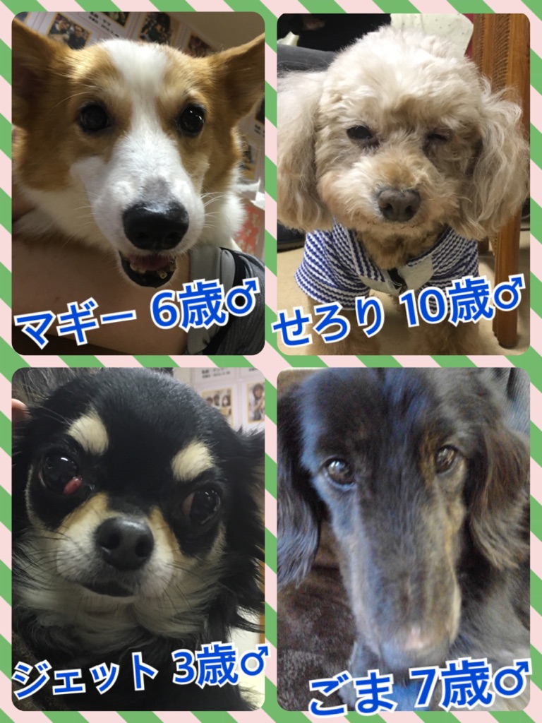 今日の里親募集中メンバーたち🐶